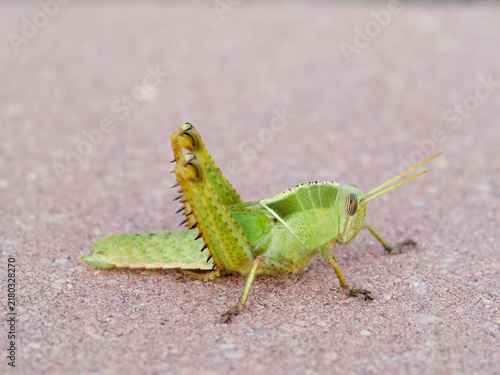 Konstfotografi Acanthacris ruficornis: The Red-Horned Grasshopper