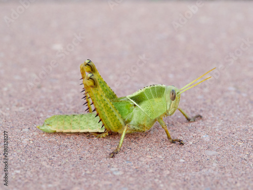 Obraz na plátně Acanthacris ruficornis: The Red-Horned Grasshopper