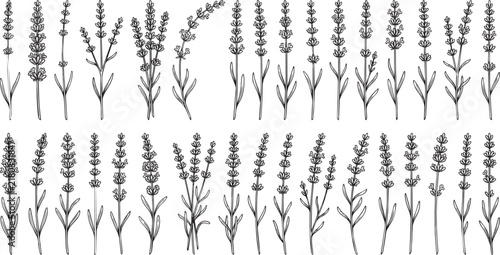 Large collection of hand drawn lavender plant stems and flowers in various stages of growth isolated on a plain white background surface