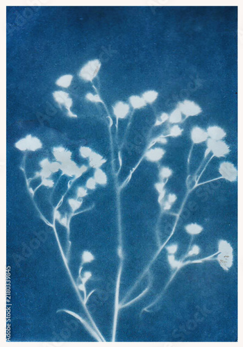 sun-printing or cyanotype process. Some leafs, petals, flowers, fern, lying on a watercolour paper covered with a special photosensitive liquid. Dark blue Prussian blue color print.