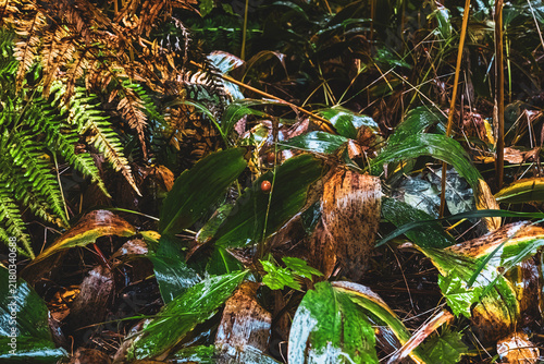 Foto : Wet lily of the valley plant with red berries on a forest floor