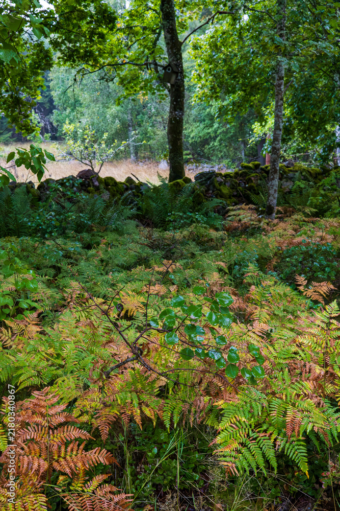 Fototapeta premium Old mossy stone wall surrounded by autumn ferns in a forest.
