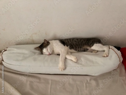 Fotografía A cute domestic cat sleeping peacefully on a long white bolster pillow
