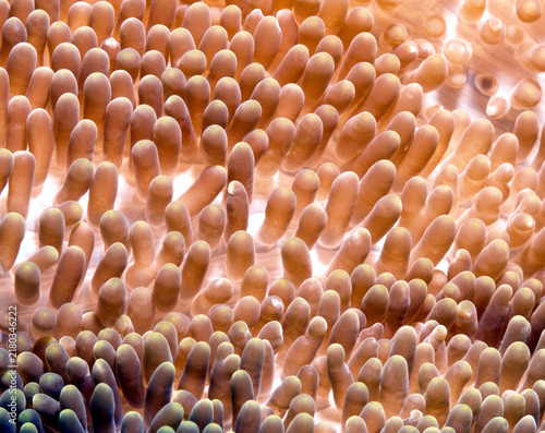 Foto A close up view a Sea anemone Boracay Island Philippines