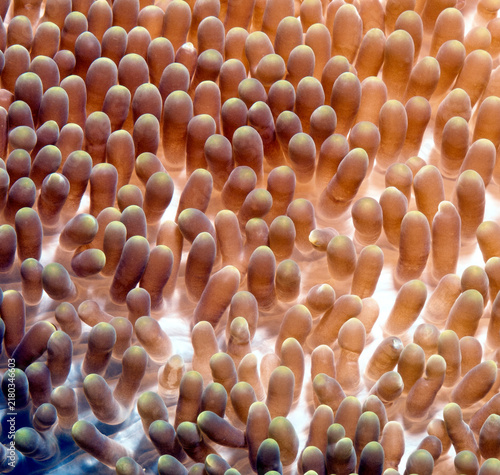 Foto A close up view a Sea anemone Boracay Island Philippines