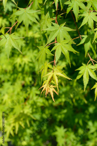 A vertical full frame shot captures the vibrant green palmate leaves of a Japanese maple tree growing on slender branches under bright natural light - latin name - Acer palmatum