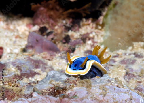 Obraz na plátně A Chromodoris Annae nudibranch crawling on corals Boracay Island Philippines