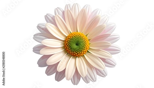 Pink and white daisy flower close up.
