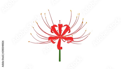 Red poppy flower with white petals on green stem.