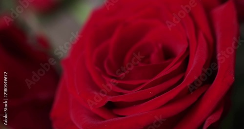 macro bud of a beautiful, red rose with drops of water
