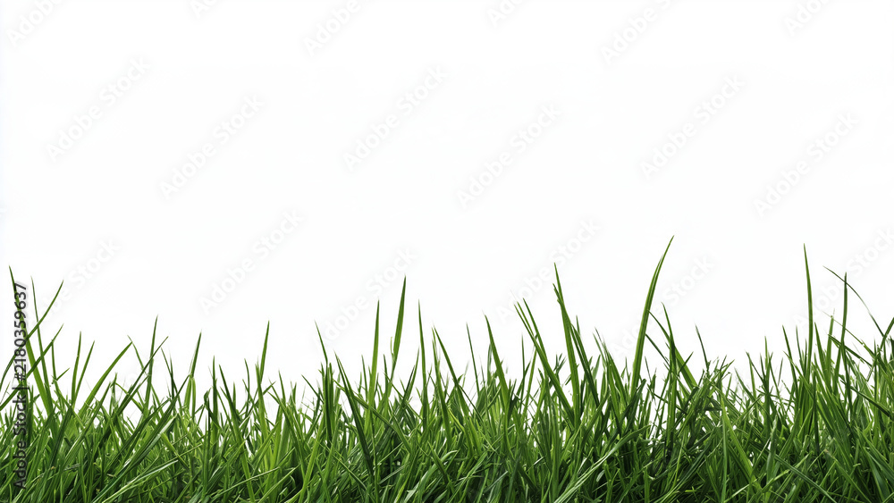 Fototapeta premium Fresh green grass clumps isolated on a transparent background. Detailed natural field element suitable for architectural rendering and outdoor landscape design.