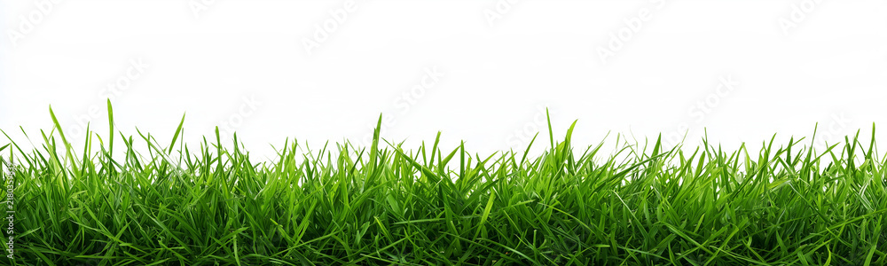 Fototapeta premium Detailed green grass clumps isolated on a transparent background. Natural cutout field vegetation element designed for architectural visualization and landscape scenes.