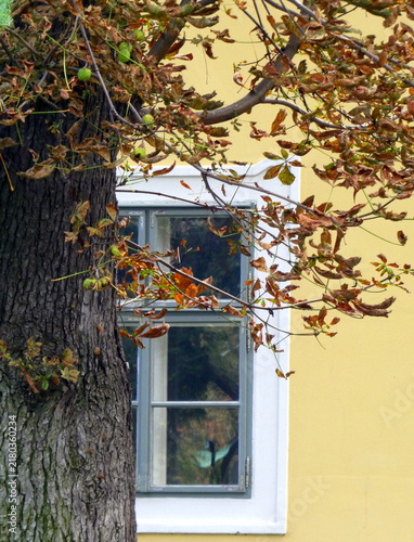 Bild auf Leinwand Window and Autumn Horse Chestnut Tree