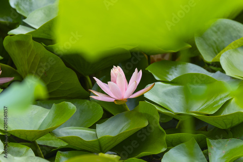 Canvastavla Pink lotus flower blooming in a green summer pond