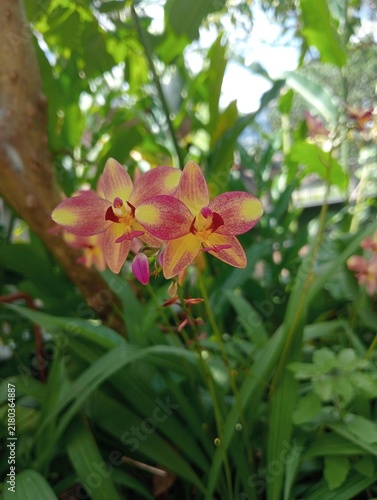 The flower in the image is a Spathoglottis orchid, widely known as a ground orchid. Unlike typical epiphytic orchids, this terrestrial variety grows directly in the soil.
