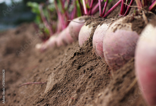Beetroot with leaves in the soil	
