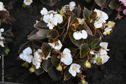 фотографія White wax begonia flowers with bronze foliage