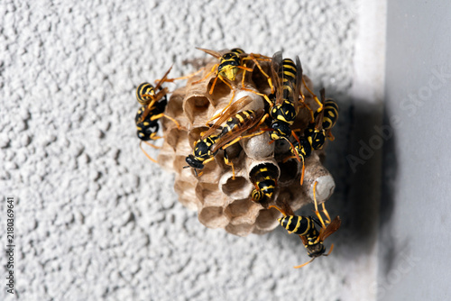 Paper Wasps On Small Nest In Urban Environment