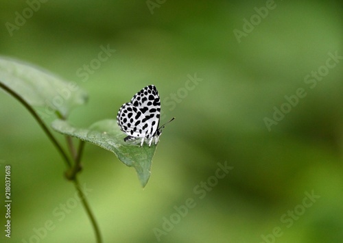 Konstfotografi ゴイシシジミ