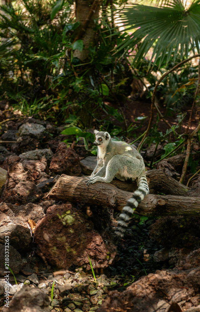 Obraz premium Ring-tailed lemur with long striped tail sitting on a log in a zoo enclosure