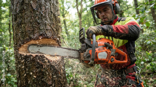 Professional Lumberjack Cutting Large Tree With Chainsaw While Wearing Protective Equipment