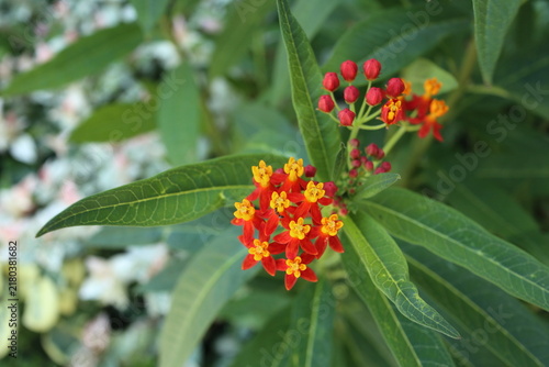 トウワタの花　余白あり