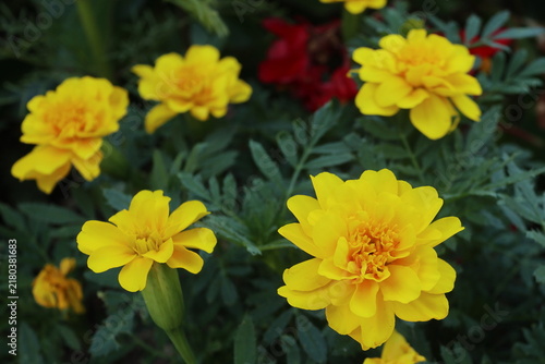 黄色のマリーゴールドの花