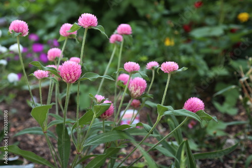 ピンク色のセンニチコウの花