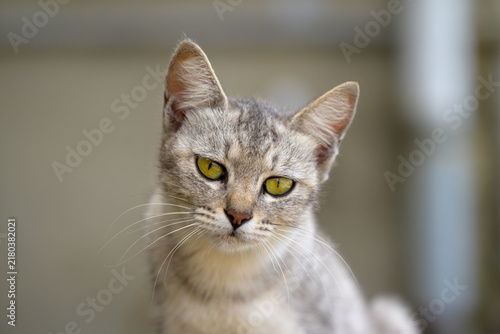 фотографія Close-up portrait of a stray cat with sharp yellow eyes and soft grey tabby fur