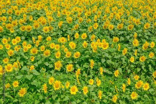 Konstfotografi Scenic high-angle landscape view of an expansive field filled with countless vib