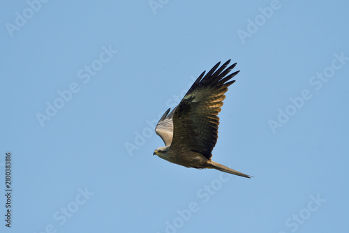Cuadro en lienzo Close-up of a black kite in flight