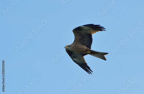 Cuadro en lienzo Close-up of a black kite in flight