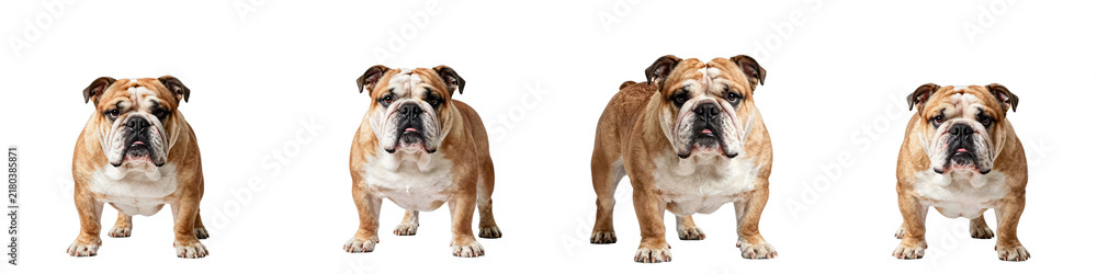 Fototapeta premium Four english bulldogs stand side-by-side in front of a black backdrop