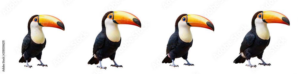 Obraz premium Four toco toucans are standing in a row against a stark black background, isolated and ready to be used