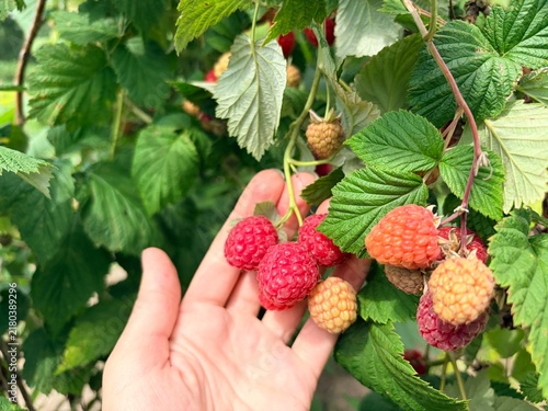 ripe raspberries on a bush. Raspberry harvest