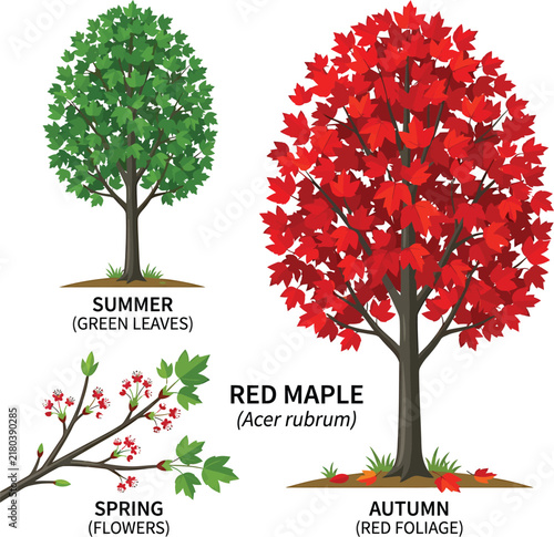 Red maple tree seasonal changes vector illustration showing summer spring and autumn foliage