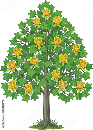 Flowering tulip tree with bright yellow cup shaped blossoms and green leaves