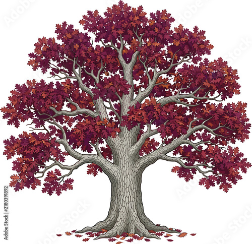 Mature oak tree with dark red burgundy leaves and textured grey bark autumn oak red canopy