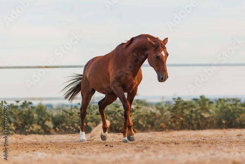 Brown horse running in arena