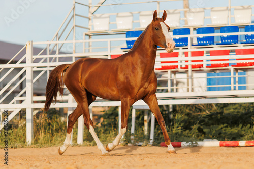 Brown horse running in arena