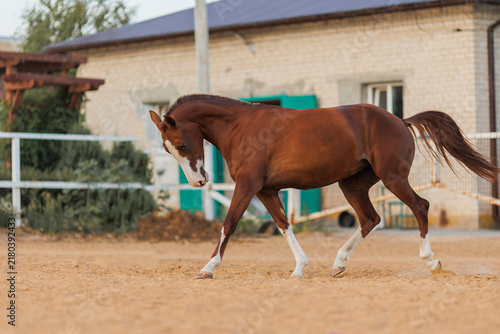 Brown horse running in arena