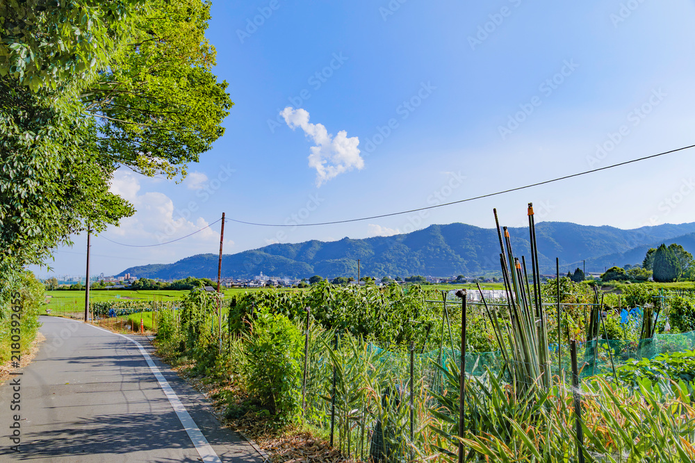 Obraz premium Rural Farm Road with Fields and Mountains Under a Blue Summer Sky in Japan