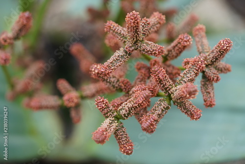 Flower of Welwitschia mirabilis is native to the deserts of Namibia and Angola. Over the course of its life, the plant produces only two leaves. It is exceptionally long-lived and can reach an age of 