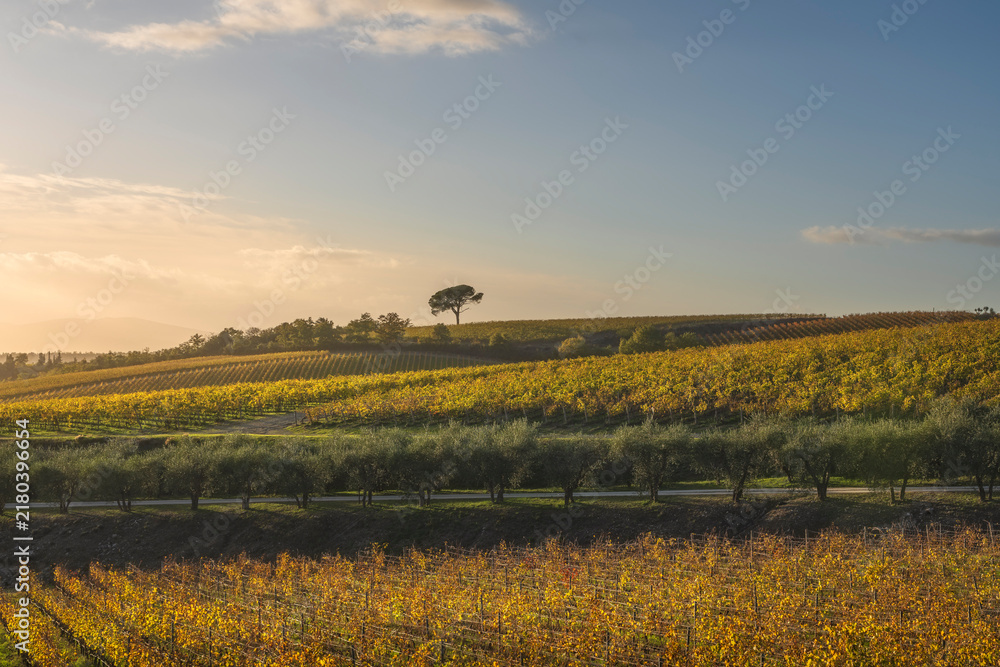 Obraz premium Chianti Vineyard Autumn Sunset View Lone Pine Tree Tuscany
