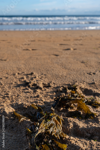 Quadro su tela Vertical photography of seaweed washed ashore on golden sandy beach with ocean w