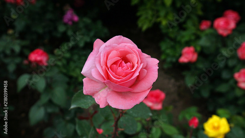 Pink Rose Bloom in a Garden