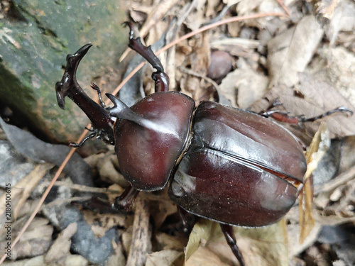 Cuadro en lienzo Rhinoceros Beetle on Forest Floor Close Up