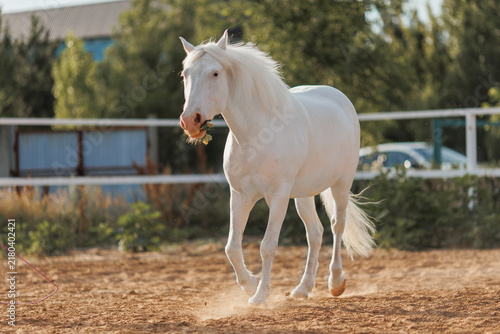 White horse walking in paddock