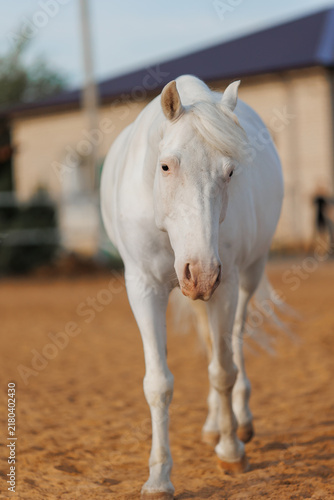 White horse walking in paddock