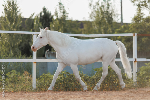 White horse walking in paddock